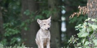 Veel vragen over de wolf en haar welpjes
