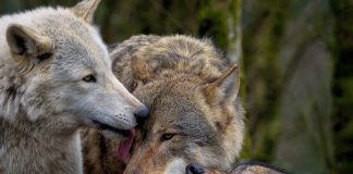 Provincie en Gemeenten waarschuwen na wolfincident