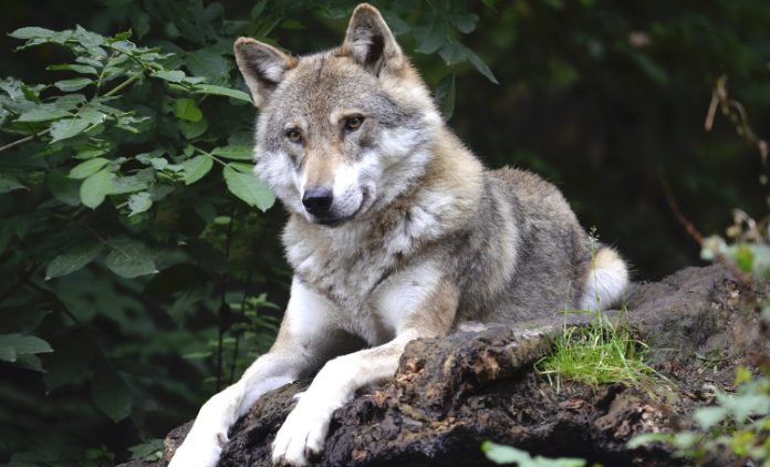 Veel onrust op de Utrechtse Heuvelrug door wolf