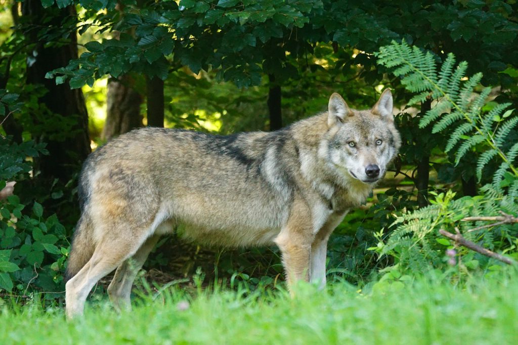 De wolf is terug in Nederland.