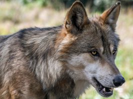 Wolf blijft voorlopig beschermd