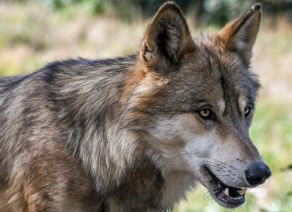 Wolf blijft voorlopig beschermd