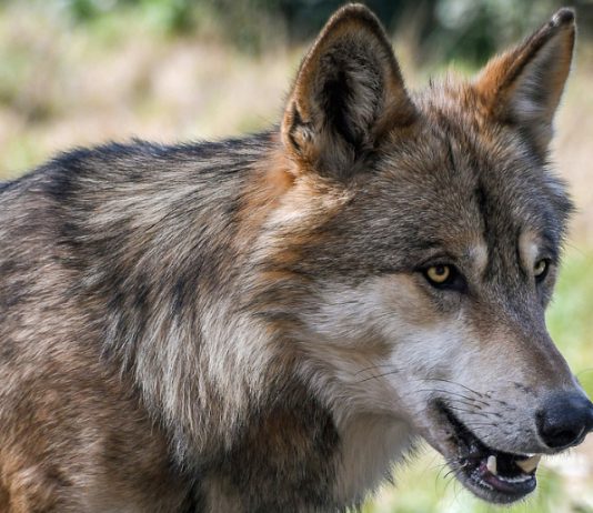 Wolf blijft voorlopig beschermd