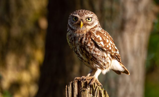 Foto: Peter van der Wijst - Leer alles over de wijze uilen van Soest