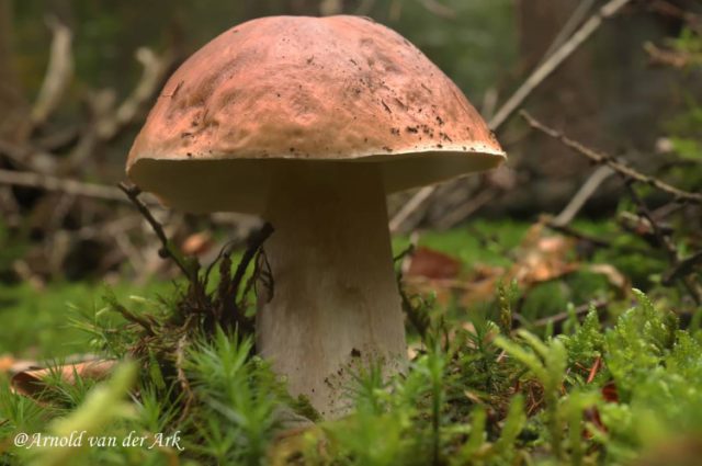 Foto: Arnold van der Ark - Paddenstoelen in het Oude Tempelbos