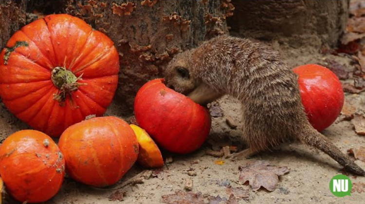 Stokstaartjes vieren Halloween in DierenPark