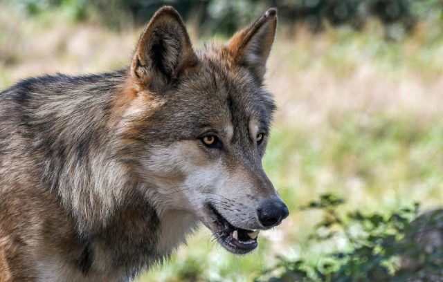 Wolf gespot dichtbij nabij het centrum van Soesterberg